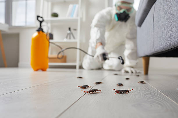 Post-Treatment Bed Bug Interceptor Monitoring in North Merritt Island